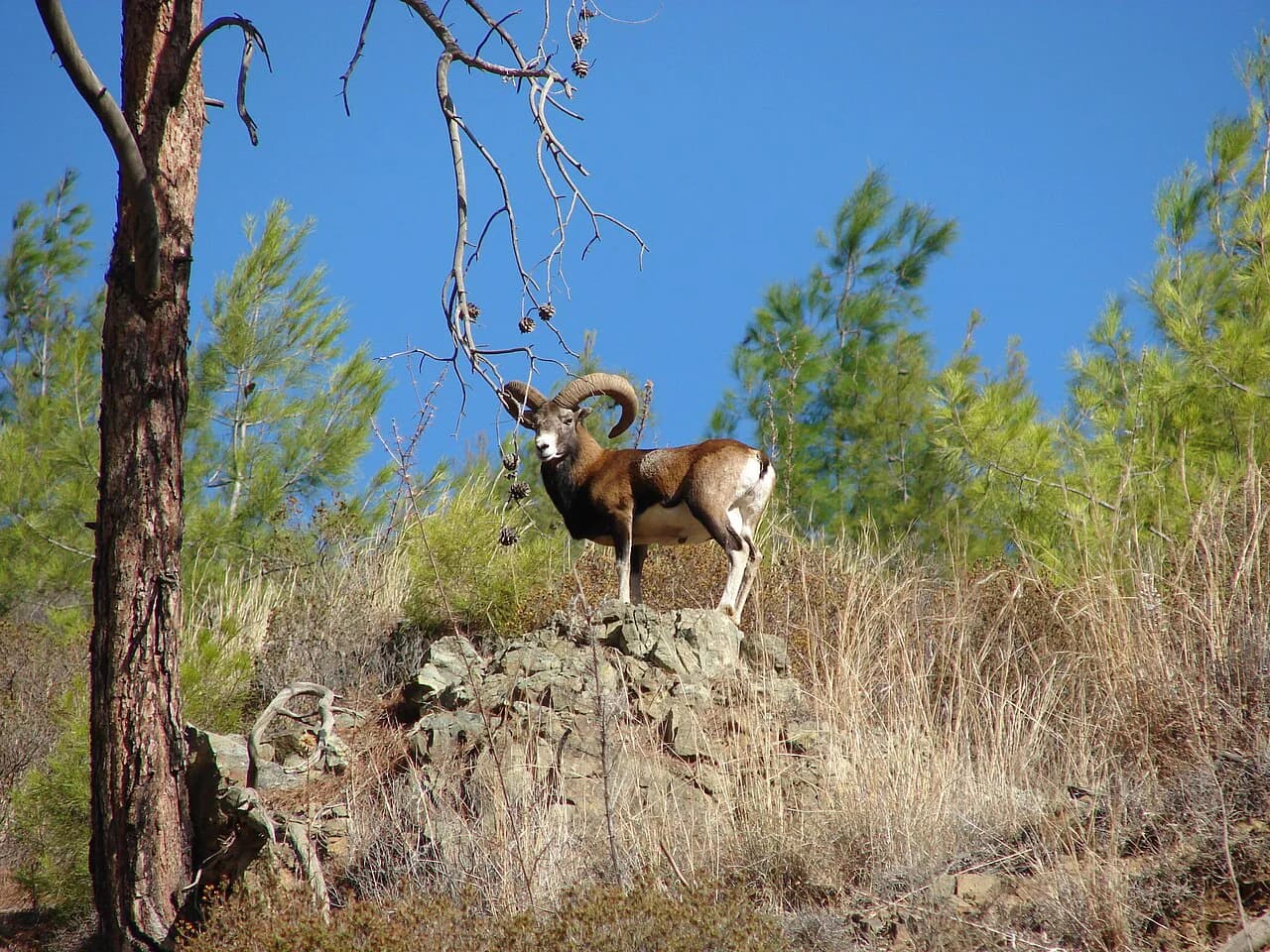 Cyprus Wildlife: Where and When to See It