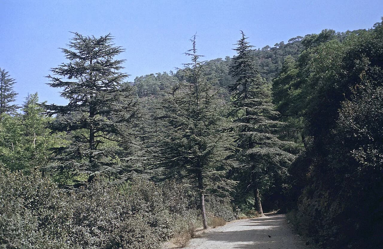 Planning Troodos sightseeing around painted churches and pine roads