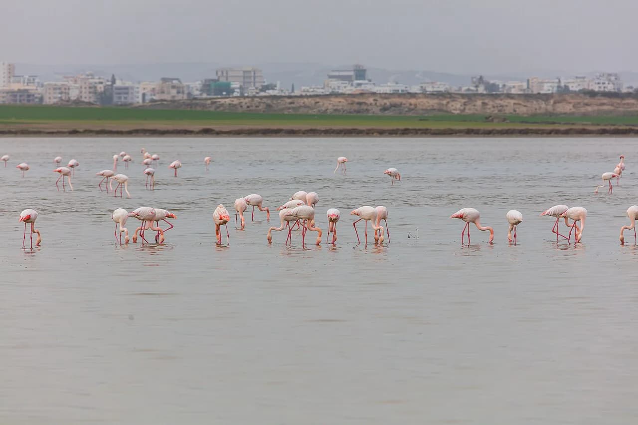Larnaca Flamingos: When to See Them at the Salt Lake