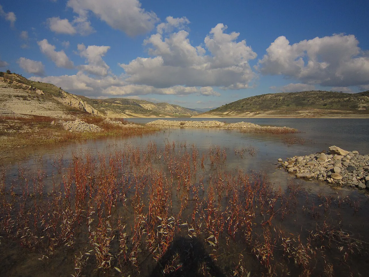 Reeds at the edge of Asprokremmos Reservoir.