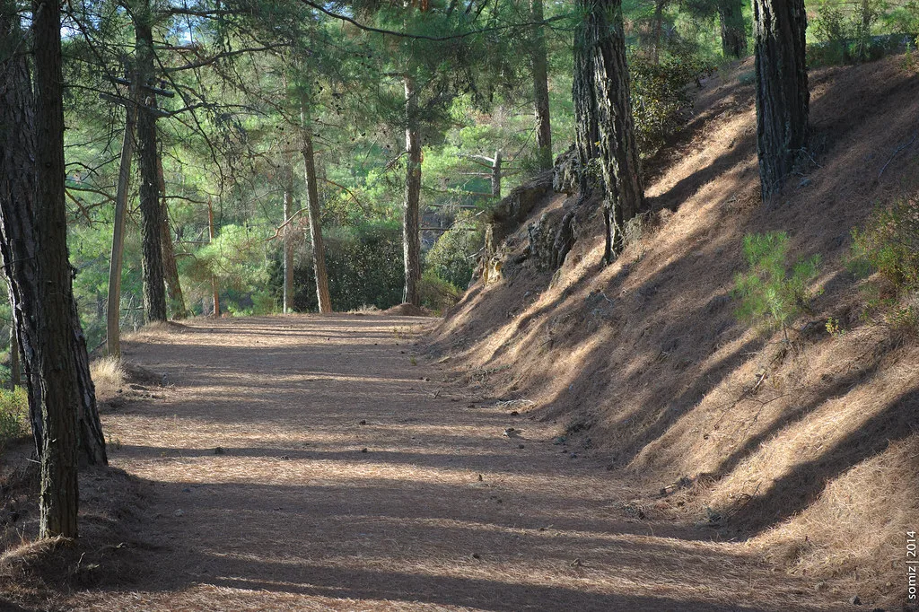 A forest track in the Troodos Mountains.