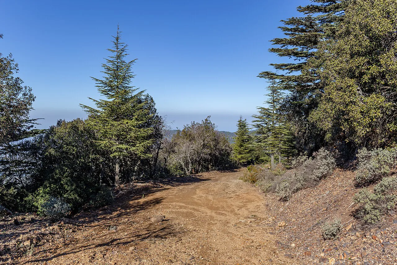 Forest road heading to Mount Tripylos, Troodos.