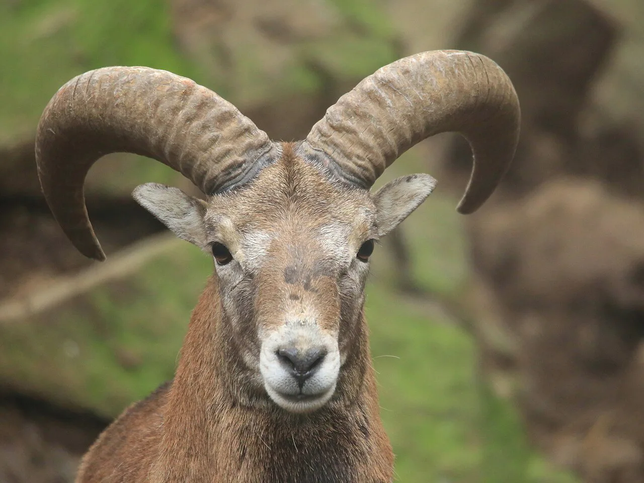 Male Cyprus mouflon.