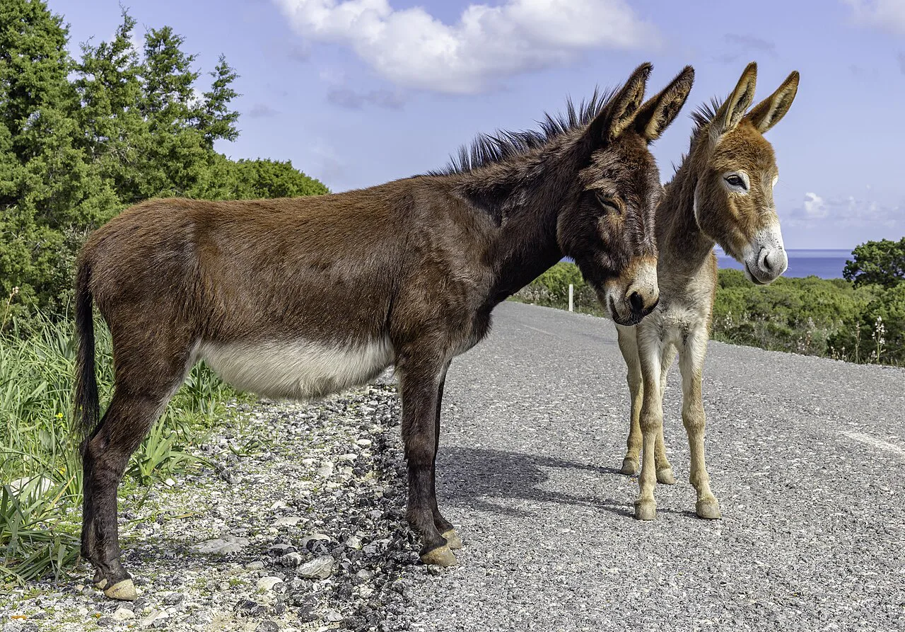 Donkeys on the Karpas Peninsula.