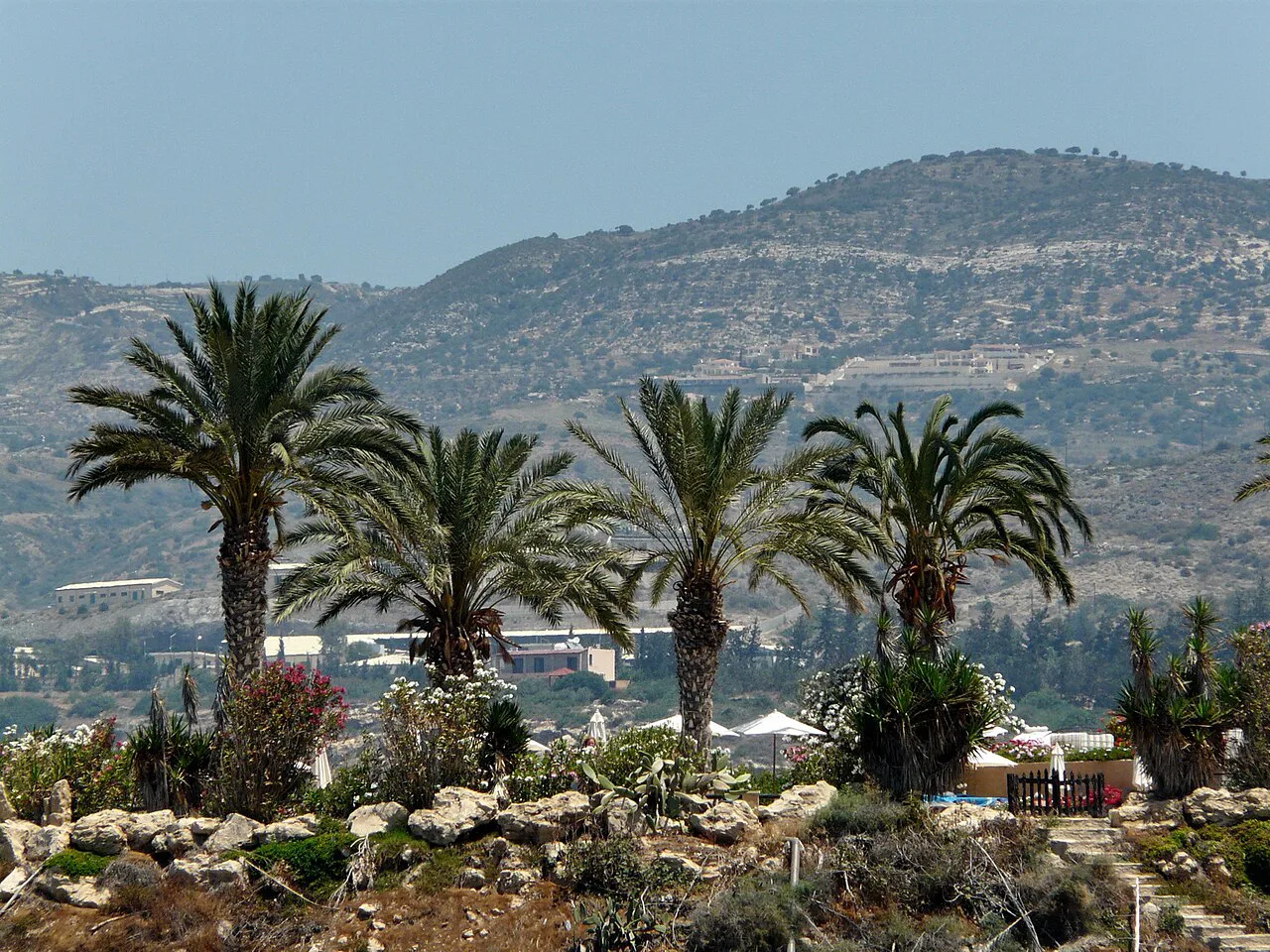 Palm trees and hills at Kissonerga.