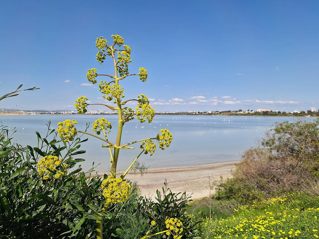 Yellow flowers beside Larnaca Salt Lake.