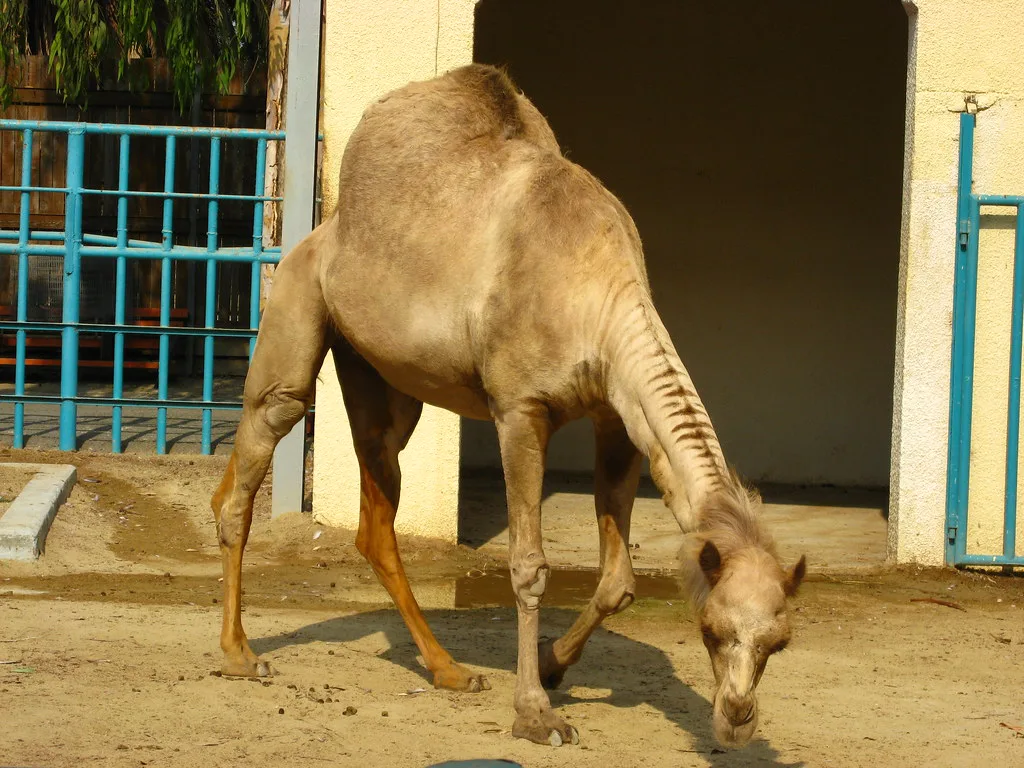 Camel at the mini zoo in Limassol Municipal Gardens.