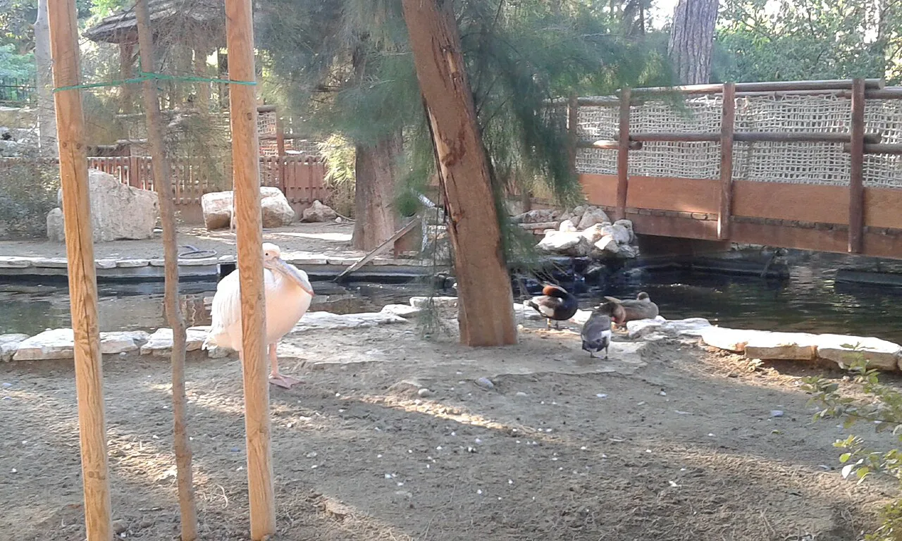 Birds at Limassol Zoo.