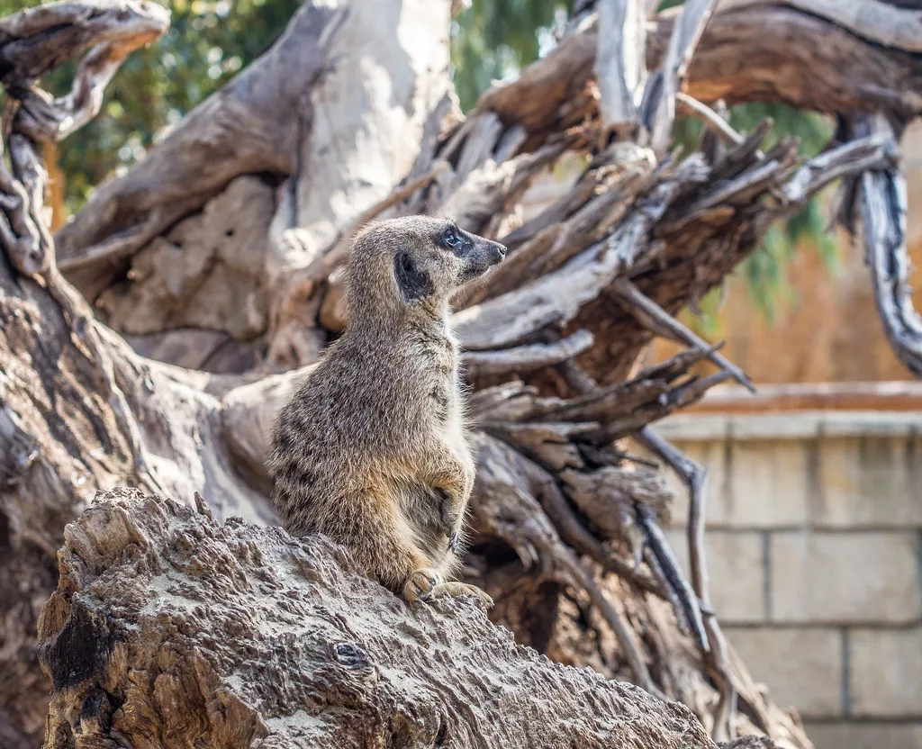 Meerkat at Limassol Zoo.