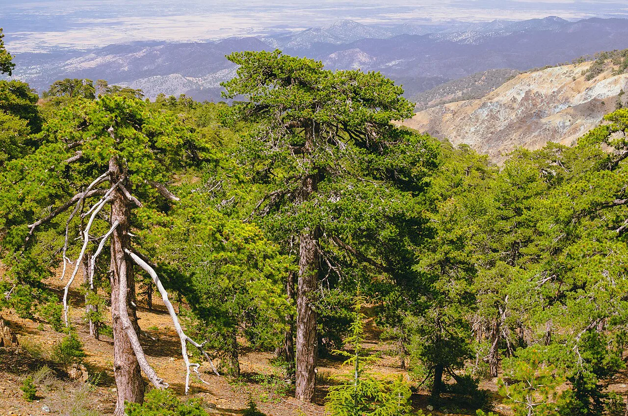 View from Mount Olympus across Troodos pine forest.