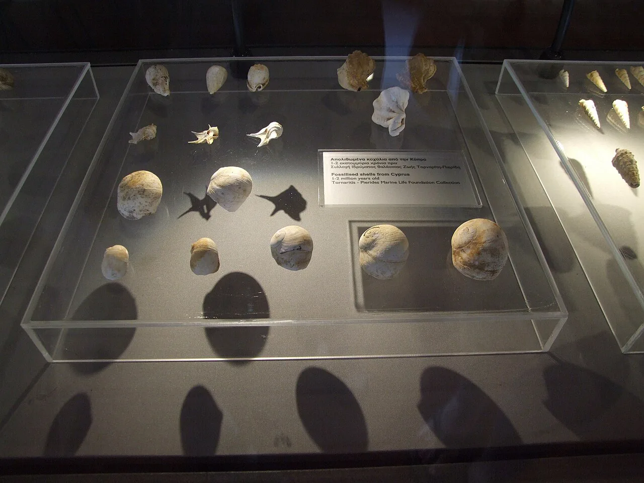 Display case of finds at the Thalassa Museum, Ayia Napa.