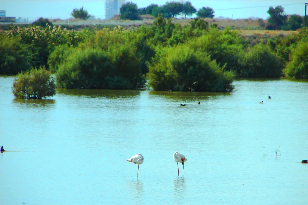 Flamingos on Oroklini lake.
