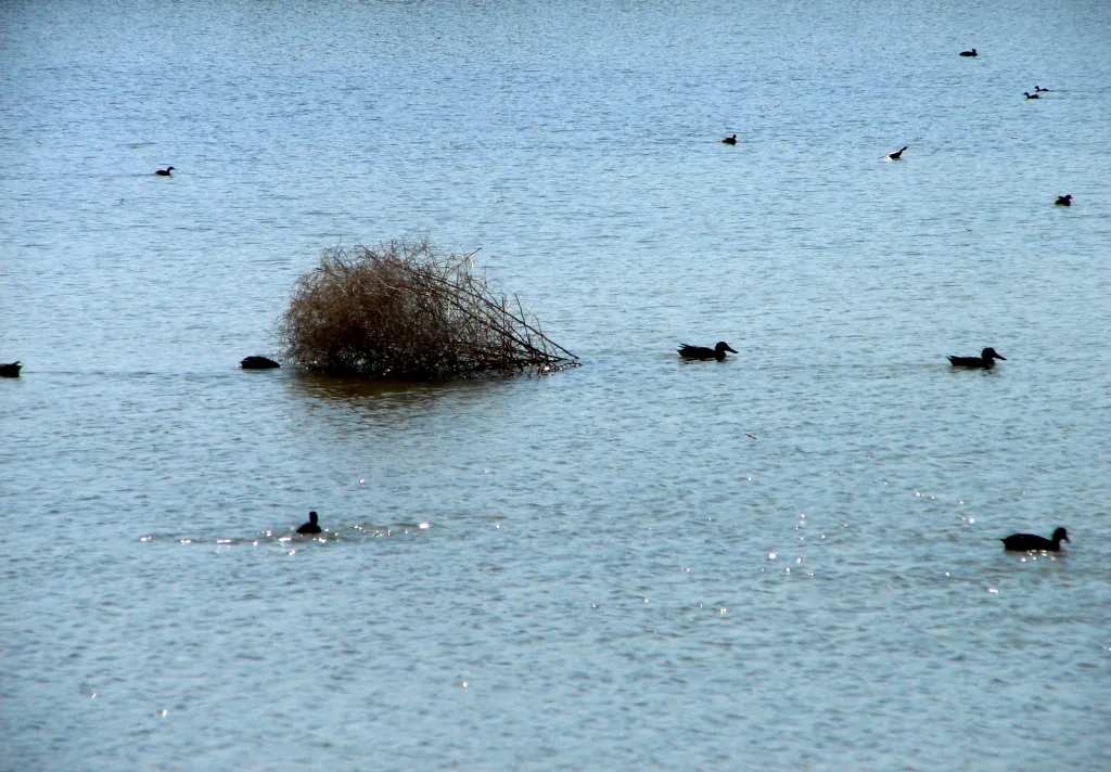 Ducks on Oroklini lake.