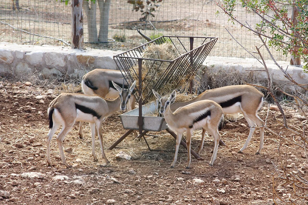 Gazelles at Paphos Zoo.
