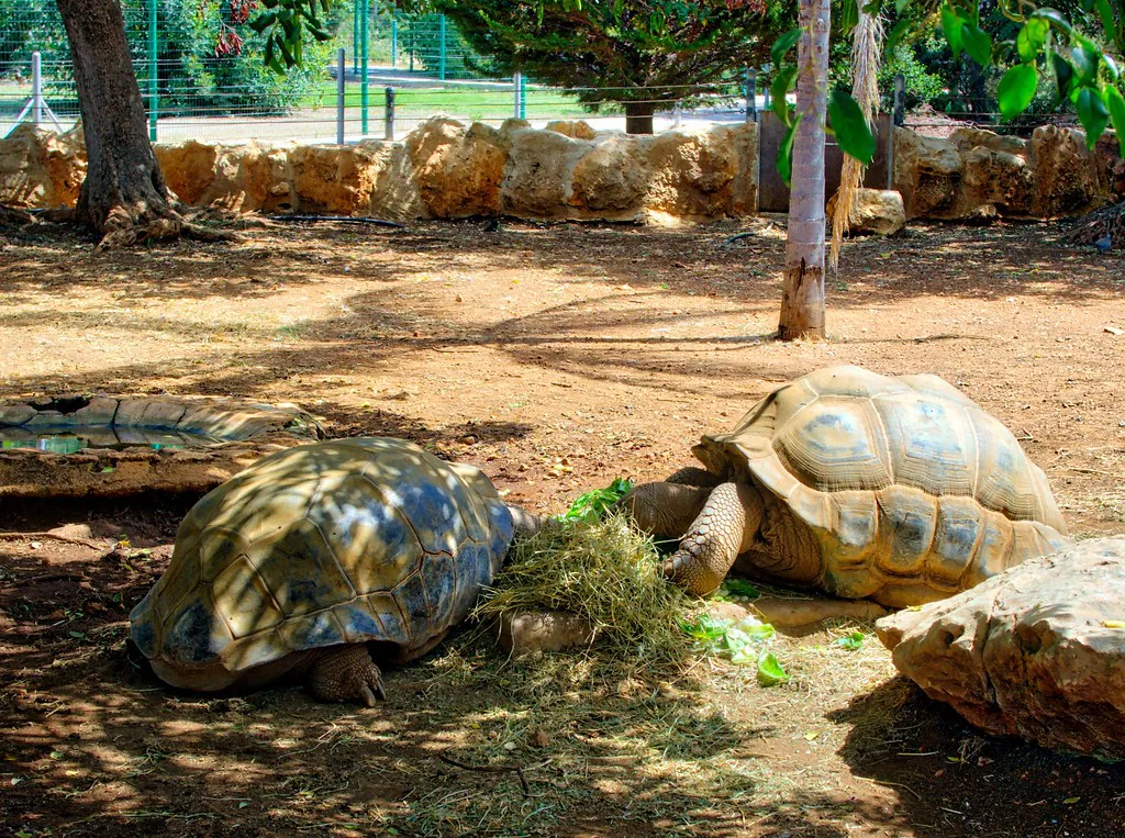 Tortoises at Paphos Zoo.