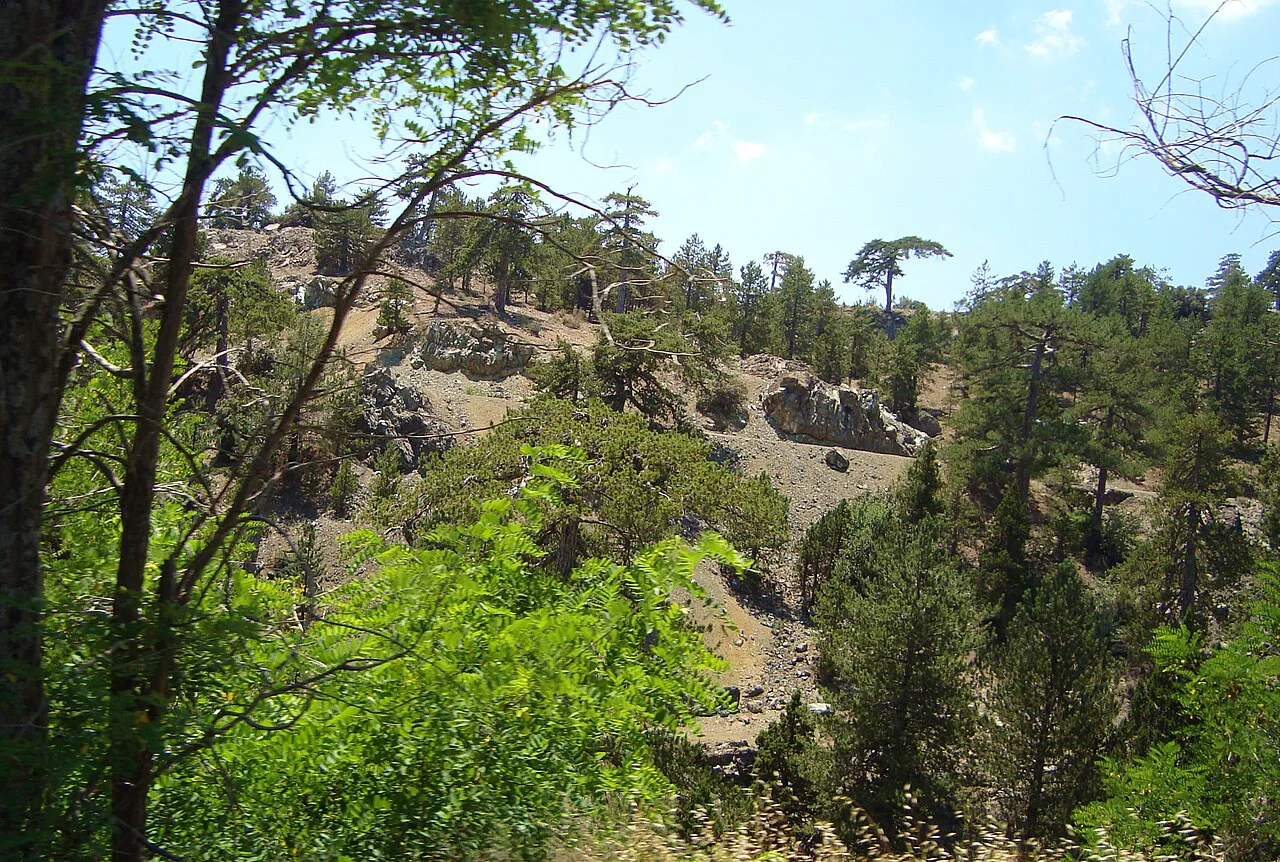 Forest in the Troodos Mountains.