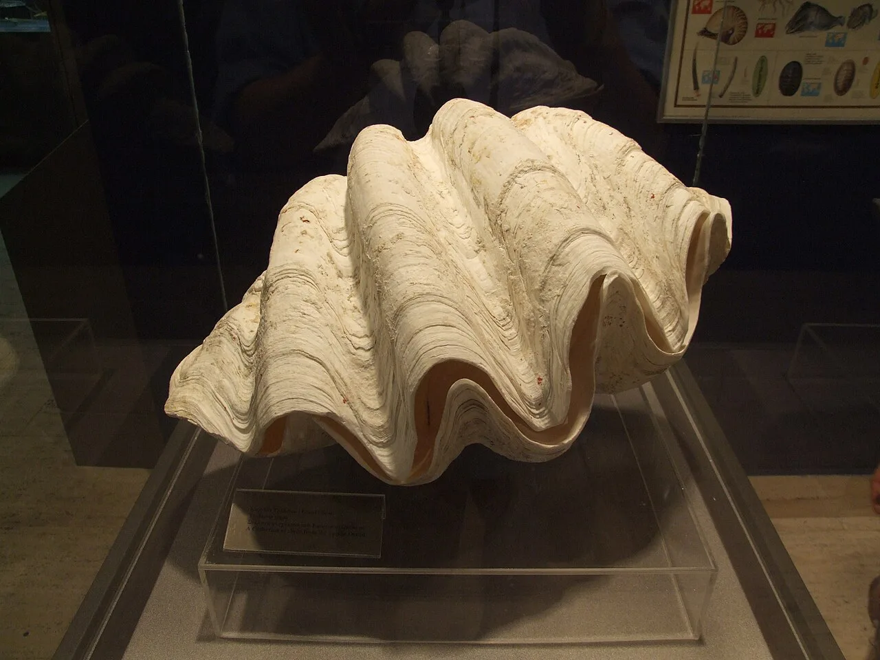 A giant clam shell in the Marine Life collection at the Thalassa Museum, Ayia Napa.